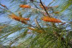 Grevillea pteridifolia